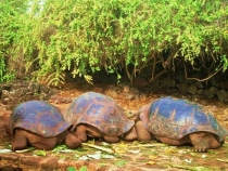 Воспоминания о Перу и Эквадоре. Как это было 3 года назад. Воспоминания о Перу и Эквадоре. Как это было 3 года назад.