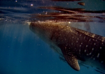 китовые в Тан Аване. Себу