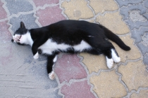 клыки