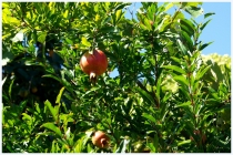 4 дня в Тбилиси