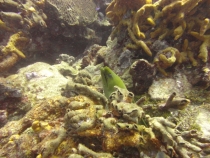 Подводный мир Плайя дель Кармен