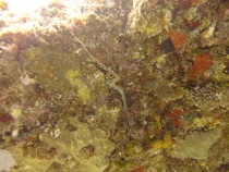 Подводный мир Плайя дель Кармен