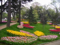 тюльпашки-эмиргашки