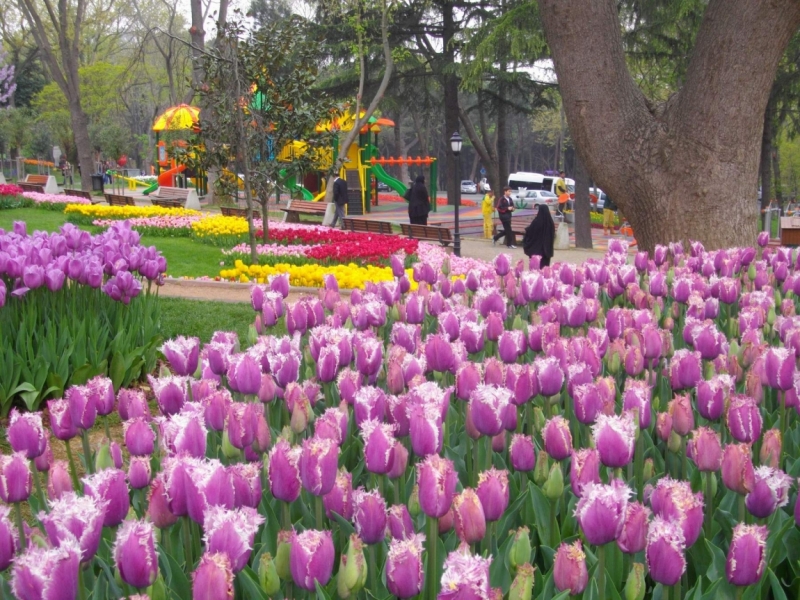 тюльпашки-эмиргашки