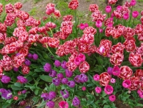 Гюльхашки-тюльпашки