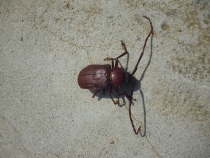 Вьетнам-Лаос: море, горы, реки…или страна неприятных сюрпризов