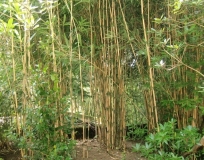 Обригада, или непохожая на других. апрель2013