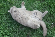 Ольгу Бетину, волшебную фею, с Днем Рождения!