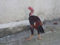 Вьетнам-Лаос: море, горы, реки…или страна неприятных сюрпризов