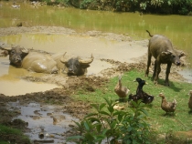 Вьетнам-Лаос: море, горы, реки…или страна неприятных сюрпризов