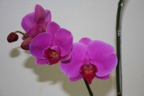 Бразилия 2013. Водопады. Карнавал.