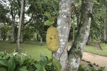 Бразилия 2013. Водопады. Карнавал.