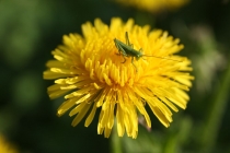 Главного любителя Африки katso_98 - с Днём!!!