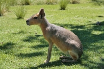 Аргентина 2013. Водопады Игуасу
