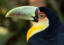 Просто тукан из Бразилии. (Бразилия)