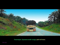 Борнео: за границами городов