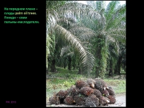 Борнео: за границами городов