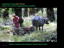 Борнео: за границами городов