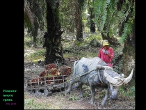 Борнео: за границами городов