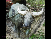 Борнео: за границами городов