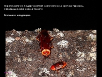 Борнео: за границами городов