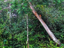 Борнео: за границами городов