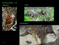 Борнео: за границами городов