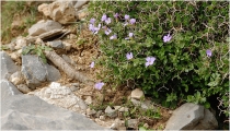 "Этот апрель - новый приход..." (Крит, ном Ханья, апрель 2013)