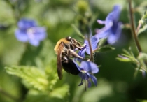 Ольгу Бетину, волшебную фею, с Днем Рождения!