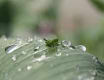 Ольгу Бетину, волшебную фею, с Днем Рождения!