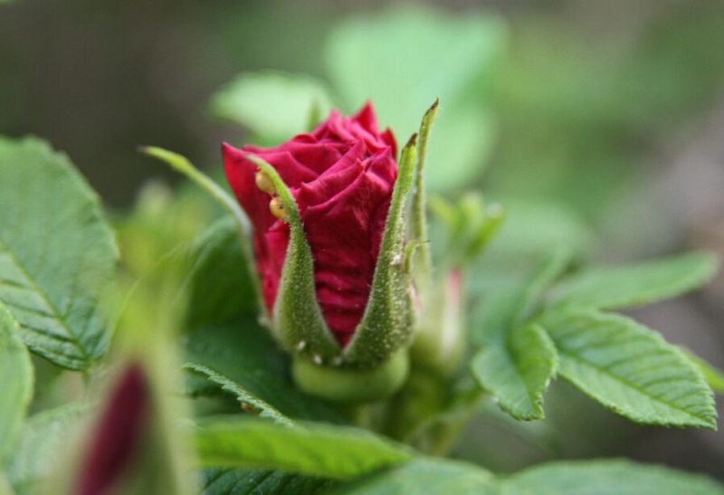 Ольгу Бетину, волшебную фею, с Днем Рождения!
