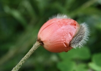 Ольгу Бетину, волшебную фею, с Днем Рождения!