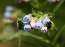 Ольгу Бетину, волшебную фею, с Днем Рождения!