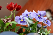 Ольгу Бетину, волшебную фею, с Днем Рождения!