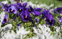 Ольгу Бетину, волшебную фею, с Днем Рождения!