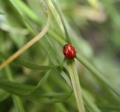 Ольгу Бетину, волшебную фею, с Днем Рождения!