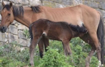 туманное очарование Амазонаса