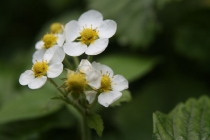 Лягушку-путешественницу(Татьяну)-поздравим с ДР!