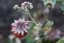 Лягушку-путешественницу(Татьяну)-поздравим с ДР!