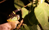 Борнео (Сабах + Мулу), май 2013