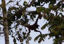 Борнео (Сабах + Мулу), май 2013