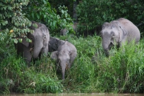 Борнео (Сабах + Мулу), май 2013