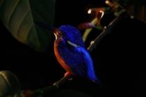 Борнео (Сабах + Мулу), май 2013