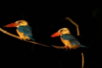 Борнео (Сабах + Мулу), май 2013