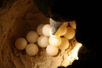 Борнео (Сабах + Мулу), май 2013