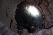 Борнео (Сабах + Мулу), май 2013