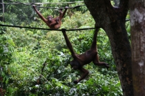 Борнео (Сабах + Мулу), май 2013