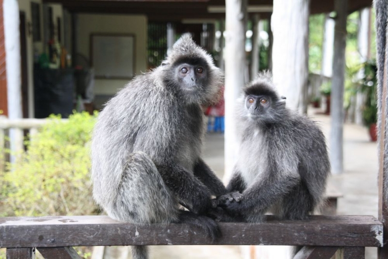 Борнео (Сабах + Мулу), май 2013
