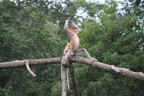 Борнео (Сабах + Мулу), май 2013