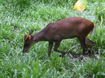 Борнео (Сабах + Мулу), май 2013